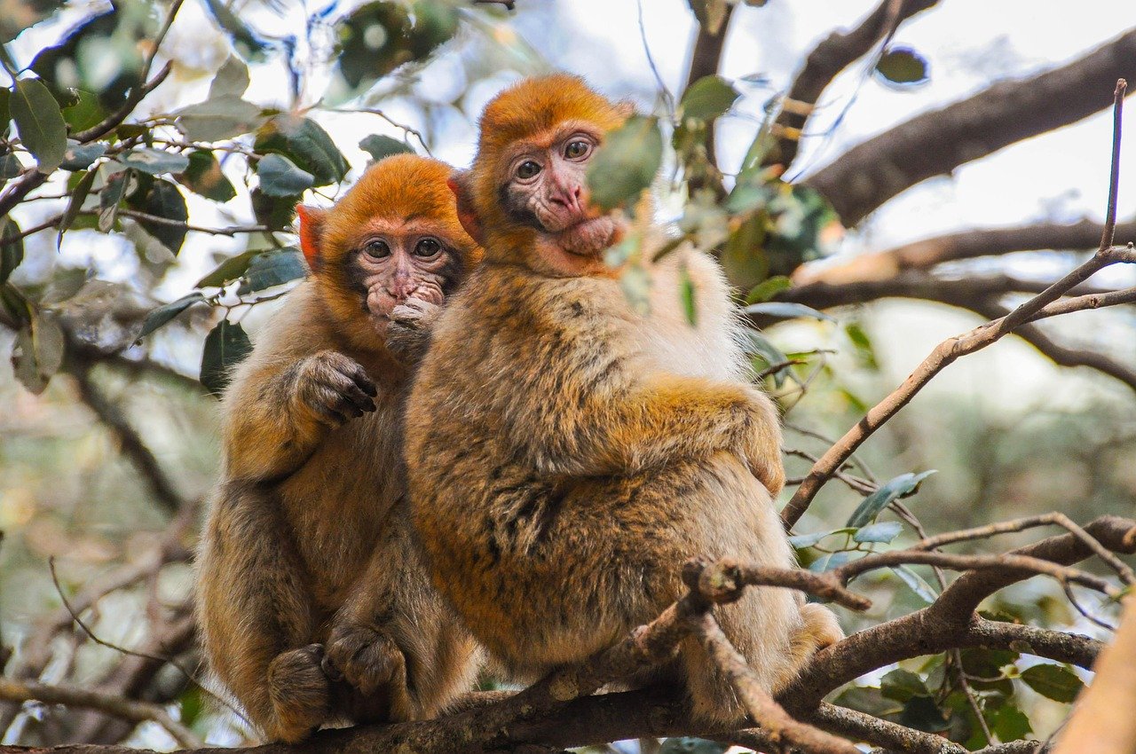 Barbary macaque monkeys in the cedar forest near Azrou in the Middle Atlas Mountains, Morocco