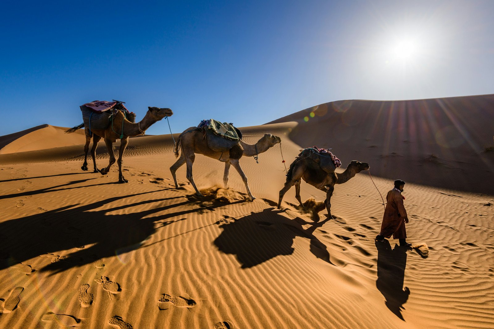 Camel ride into desert dunes